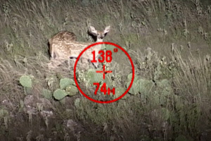 White-tailed Deer in binocs