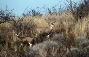 Mule Deer